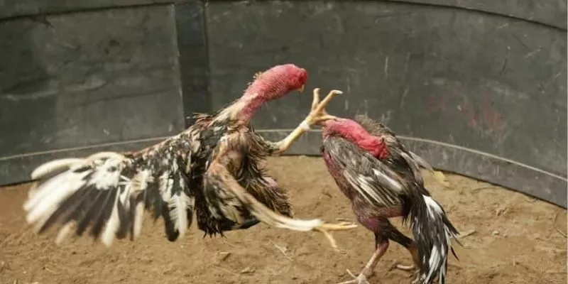 AE888 là sân chơi đáng để bạn trải nghiệm